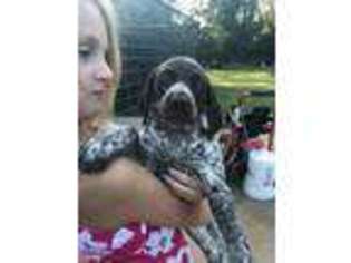 German Shorthaired Pointer Puppy for sale in Commerce, GA, USA
