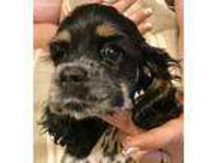 Cocker Spaniel Puppy for sale in Bowling Green, KY, USA