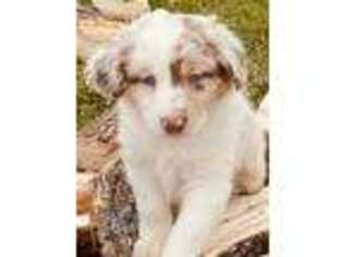 Australian Shepherd Puppy for sale in Pine City, MN, USA
