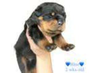 Rottweiler Puppy for sale in Colchester, CT, USA