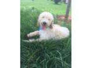 Goldendoodle Puppy for sale in Westside, IA, USA