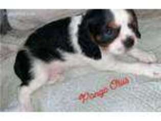 Cavalier King Charles Spaniel Puppy for sale in Garner, NC, USA
