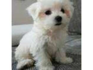 Maltese Puppy for sale in Boston, MA, USA