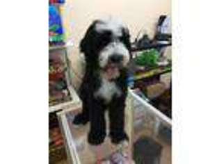Old English Sheepdog Puppy for sale in Jacksonville, FL, USA