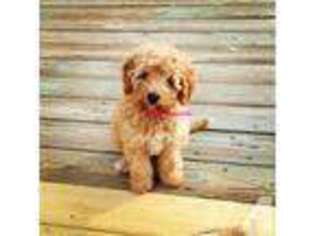 Australian Labradoodle Puppy for sale in MAUMEE, OH, USA