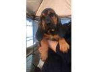 Bloodhound Puppy for sale in Rainier, OR, USA