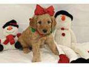 Goldendoodle Puppy for sale in Orange, TX, USA