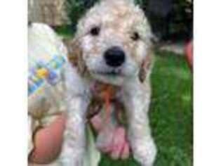 Goldendoodle Puppy for sale in Houston, TX, USA
