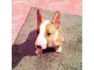 Bull Terrier Puppy for sale in Broomfield, CO, USA