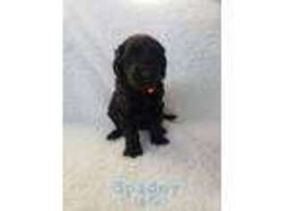 Labradoodle Puppy for sale in Eagle, ID, USA