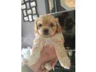 Cavachon Puppy for sale in Huntington, NY, USA