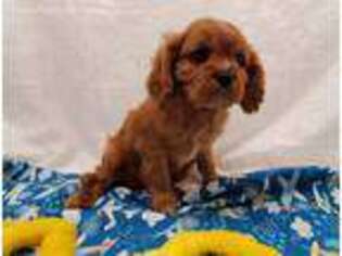 Cavalier King Charles Spaniel Puppy for sale in Ozark, MO, USA