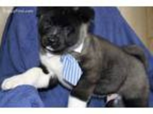 Akita Puppy for sale in Narvon, PA, USA