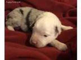 Miniature Australian Shepherd Puppy for sale in Altus, OK, USA