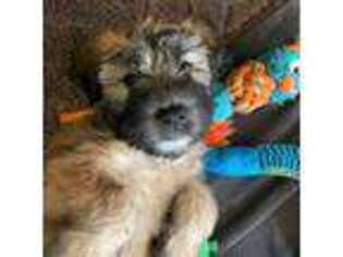 Soft Coated Wheaten Terrier Puppy for sale in Hudsonville, MI, USA