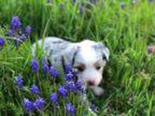 Miniature Australian Shepherd Puppy for sale in Lipan, TX, USA