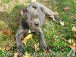 Cane Corso Puppy for sale in CORTLANDT MANOR, NY, USA