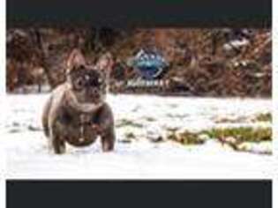 French Bulldog Puppy for sale in Ossining, NY, USA
