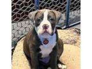 Olde English Bulldogge Puppy for sale in Iselin, NJ, USA