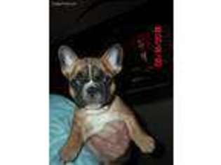 French Bulldog Puppy for sale in Superior, WI, USA