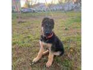 German Shepherd Dog Puppy for sale in Chicopee, MA, USA