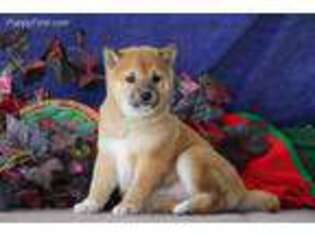 Shiba Inu Puppy for sale in Denver, PA, USA