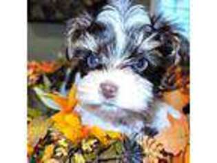 Biewer Terrier Puppy for sale in Darlington, SC, USA