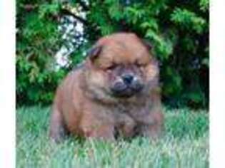 Chow Chow Puppy for sale in Nappanee, IN, USA