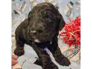 Goldendoodle Puppy for sale in Scarbro, WV, USA