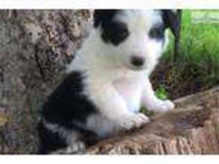 Border Collie Puppy for sale in Phoenix, AZ, USA