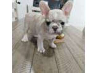 French Bulldog Puppy for sale in San Bernardino, CA, USA