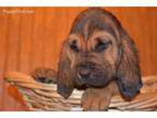 Bloodhound Puppy for sale in Pikeville, KY, USA