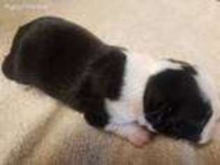 Boston Terrier Puppy for sale in Catlett, VA, USA