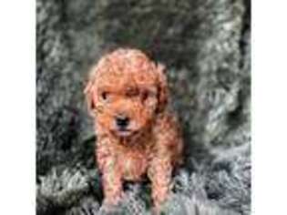 Cavapoo Puppy for sale in Warrensburg, MO, USA