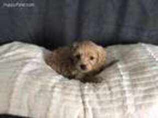 Goldendoodle Puppy for sale in River Falls, WI, USA
