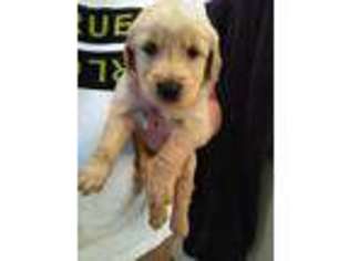 Golden Retriever Puppy for sale in Davenport, FL, USA