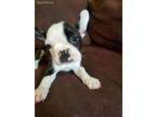 French Bulldog Puppy for sale in Coldwater, MI, USA