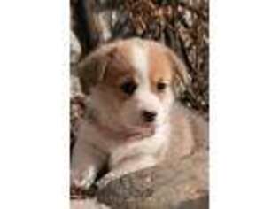 Pembroke Welsh Corgi Puppy for sale in Argos, IN, USA