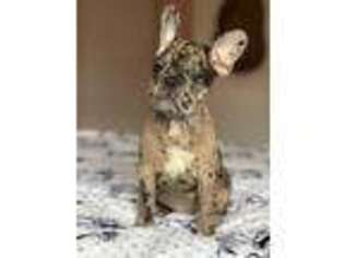 French Bulldog Puppy for sale in Morganville, NJ, USA