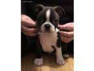Boston Terrier Puppy for sale in Chatsworth, CA, USA