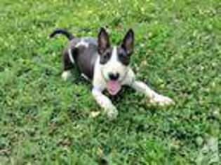 Bull Terrier Puppy for sale in STUARTS DRAFT, VA, USA