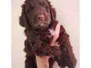 Labradoodle Puppy for sale in Apple Valley, CA, USA