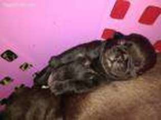 Pug Puppy for sale in Rensselaer, IN, USA