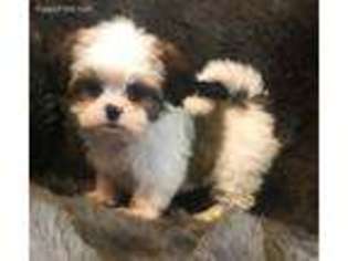 Shorkie Tzu Puppy for sale in New Orleans, LA, USA