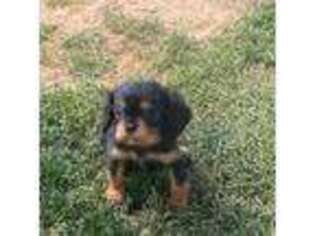 Cavalier King Charles Spaniel Puppy for sale in Berlin, PA, USA