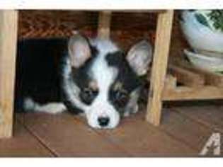 Pembroke Welsh Corgi Puppy for sale in COOL, CA, USA