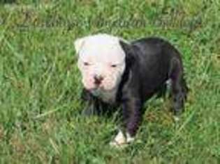 American Bulldog Puppy for sale in Darlington, MO, USA