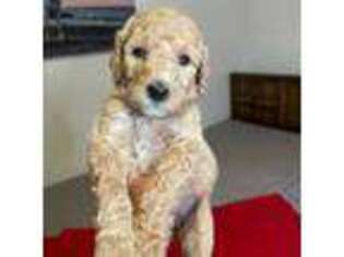 Goldendoodle Puppy for sale in Merchantville, NJ, USA