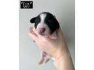 Dachshund Puppy for sale in Franklin, GA, USA