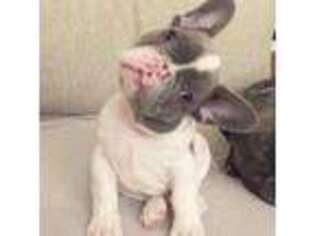 French Bulldog Puppy for sale in Russellville, OH, USA